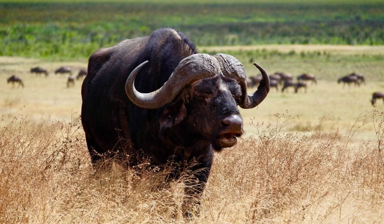 Big 5 Safari in tanzania1