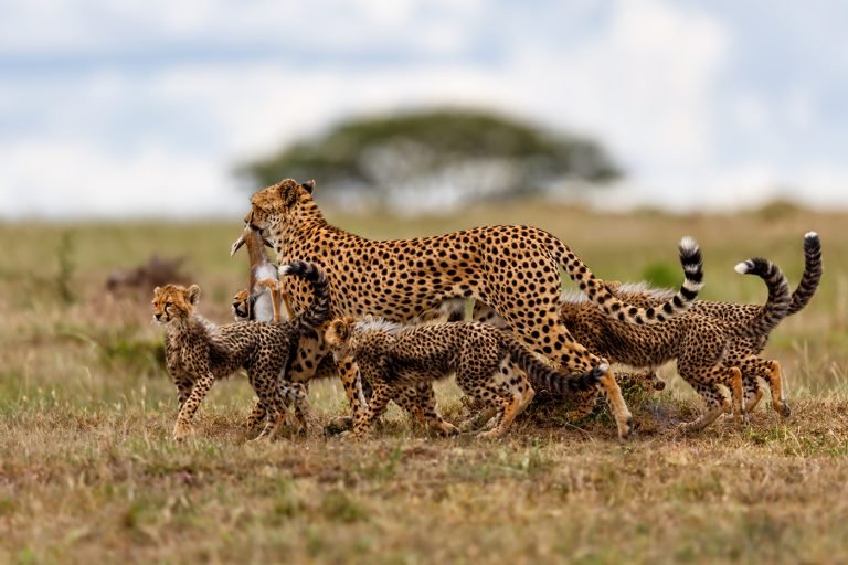 Big 5 Safari in tanzania3