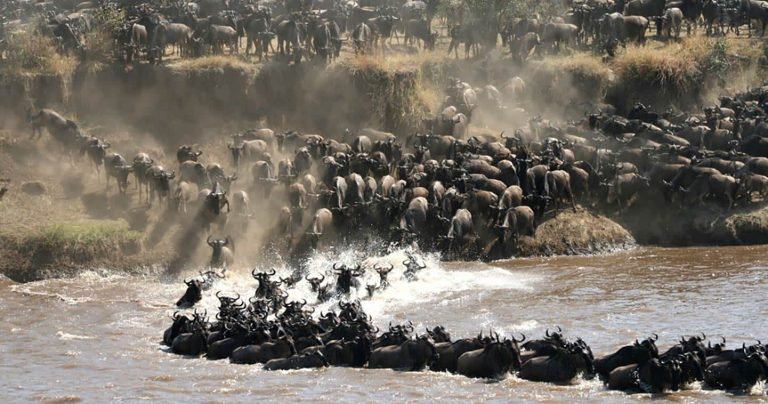 great migration in tanzania1
