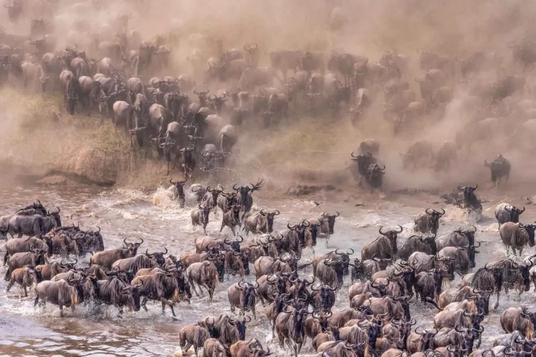 great migration in tanzania2