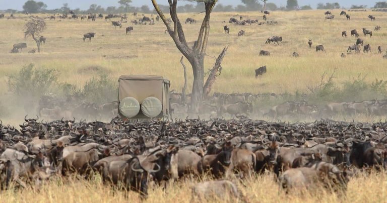 great migration in tanzania3