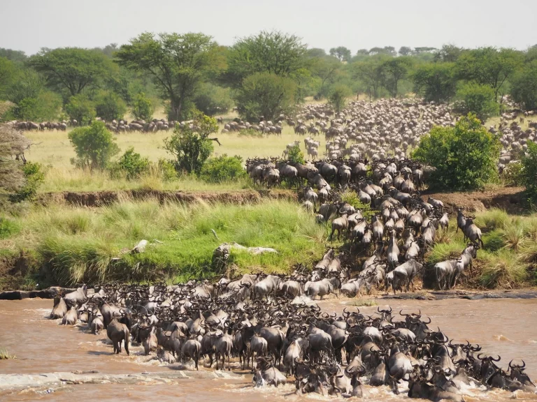 great migration in tanzania4