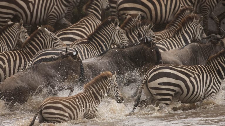 great migration in tanzania6