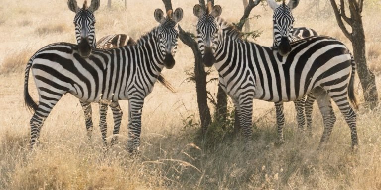 safari from zanzibar5