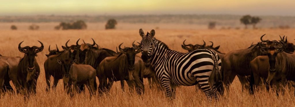 ABOUT TANZANIA DESTINATIONS