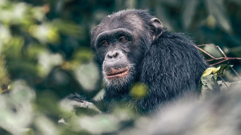 A-chimp-peers-out-from-between-the-foliage