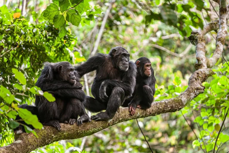 Chimpanzee_Trekking_Tours_A_Journey_into_the_Heart_of_Africarsquos_Wild_Forests_1753838350