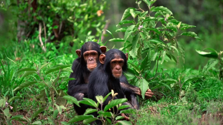 Mahale-Mountains-chimpanzees-location__87591052-3200x1800-f50_50
