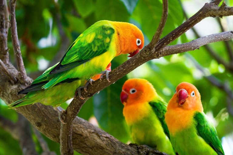 birdwatching in tanzania1