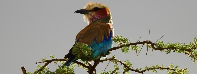 birdwatching in tanzania4