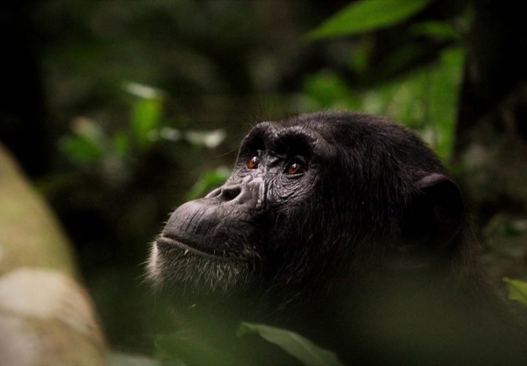 chimpanzee-mount-rwenzori