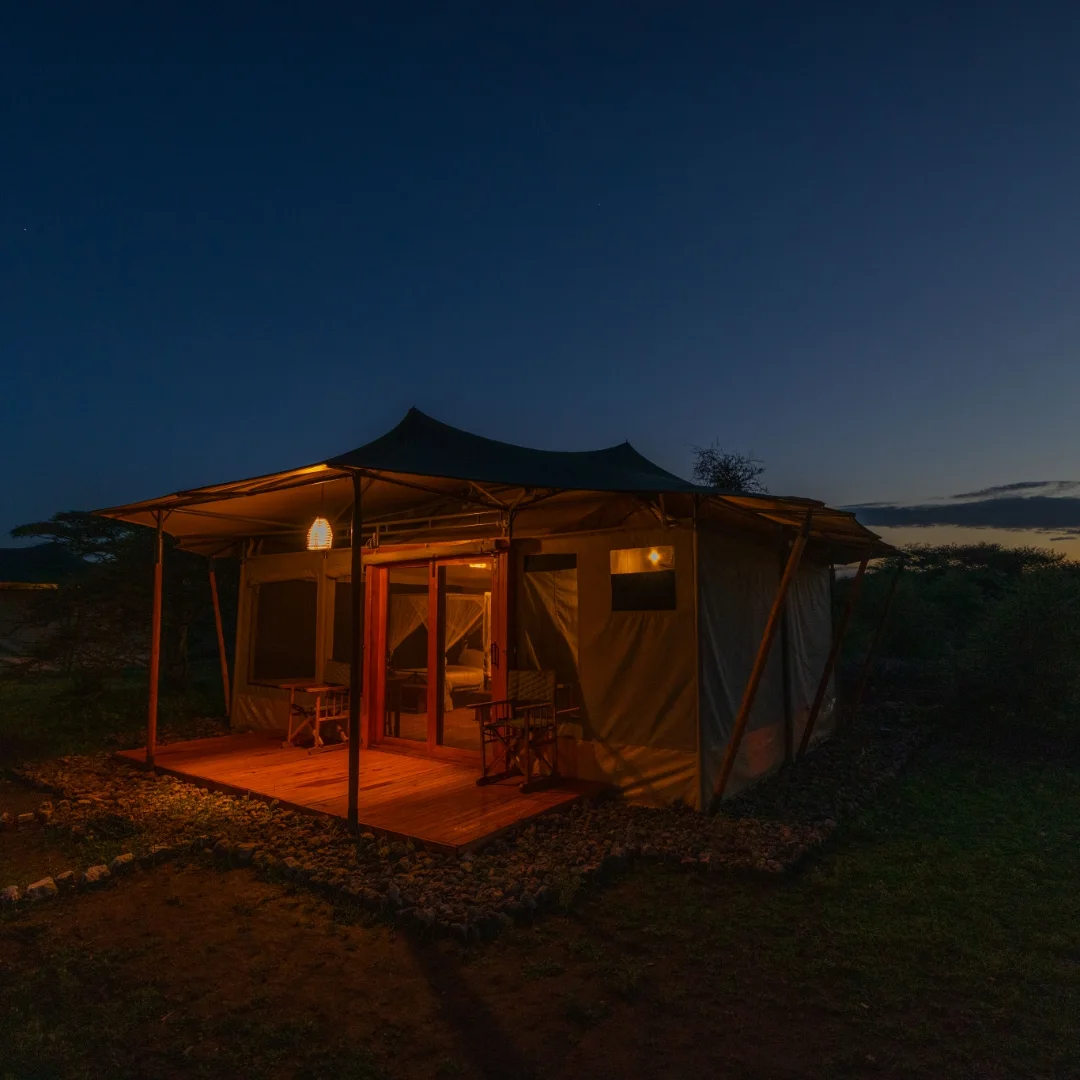 safari haven migration camp8